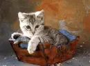 kitty