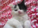 cute kitty