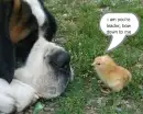 king ducky!