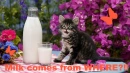 Milk comes from WHERE?!