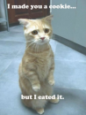 lol cat