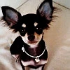 Chiwawa