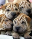 cute dogs