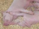 pigs