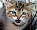 angry kitten