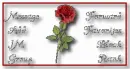 rose