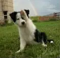 Doggy!