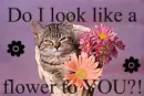 Do I look like a Flower to YOU?!