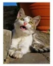Mico
