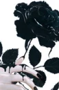 Black Rose...