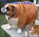 Fat dog