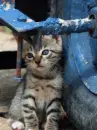 cats
