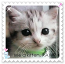 Kitten..RAWR! =D