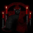 Cat Black