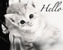 kitten