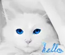 hello