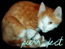 purr-fect 