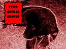 stop animal abuse
