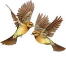 Birds