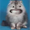 grinning kitten