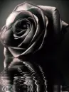 midnight oil rose