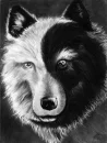 ying yang wolf