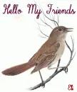 hello my friends