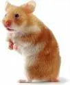 hamster 