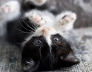 kitten 