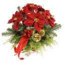 poinsetia