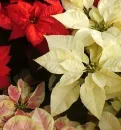poinsetia
