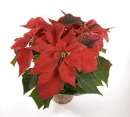 poinsetia