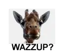 wazzup