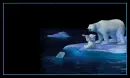 polar bears