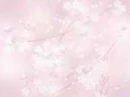 cherry blossom background