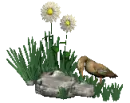 quacking duck