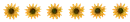 sunflower divider