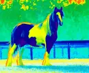 a horse colorized