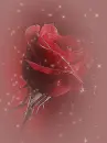red rose