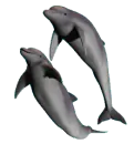 dolphins