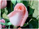  pink rose