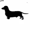 Dachshund