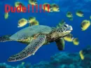 Turtle!