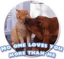 dog licking cat