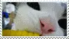 Kitteh Eating Corn