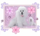 poodles