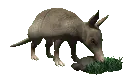 armadillo