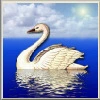 swan avatar