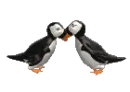 puffins in love