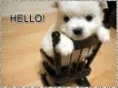Hello